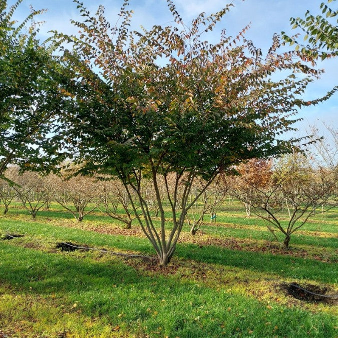 Zelkova serrata