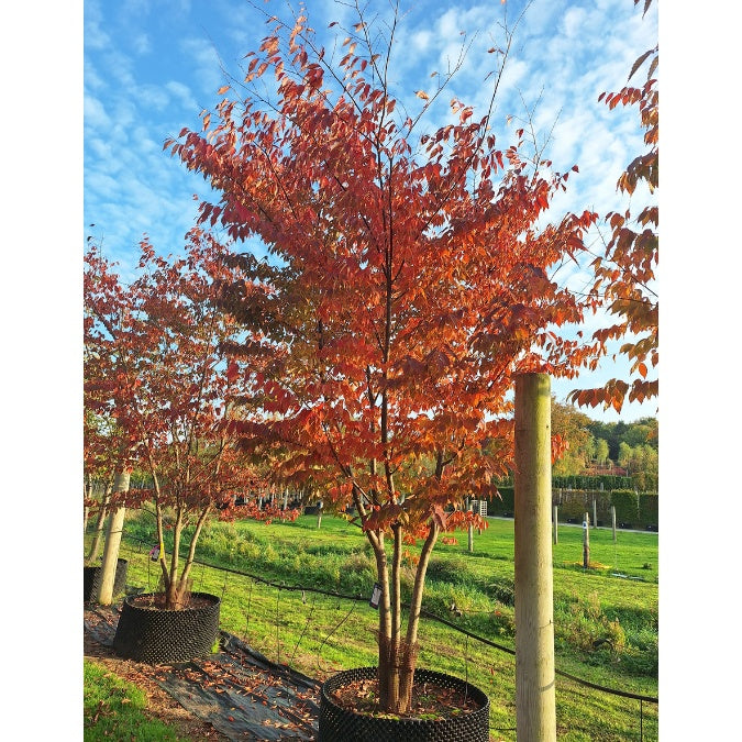 Zelkova serrata