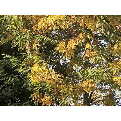 Zelkova serrata 'Green Vase'