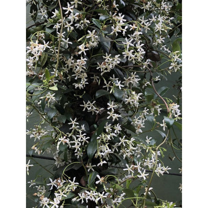 Trachelospermum jasminoides