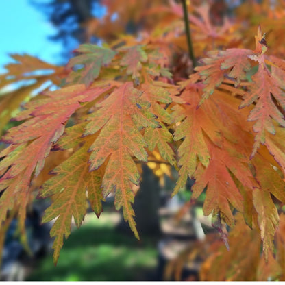 Acer japonicum 'Aconitifolium'