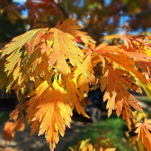 Acer japonicum 'Aconitifolium'