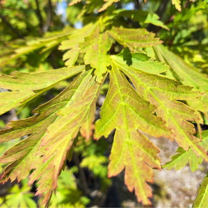 Acer japonicum 'Aconitifolium'