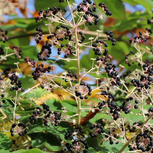 Aralia elata