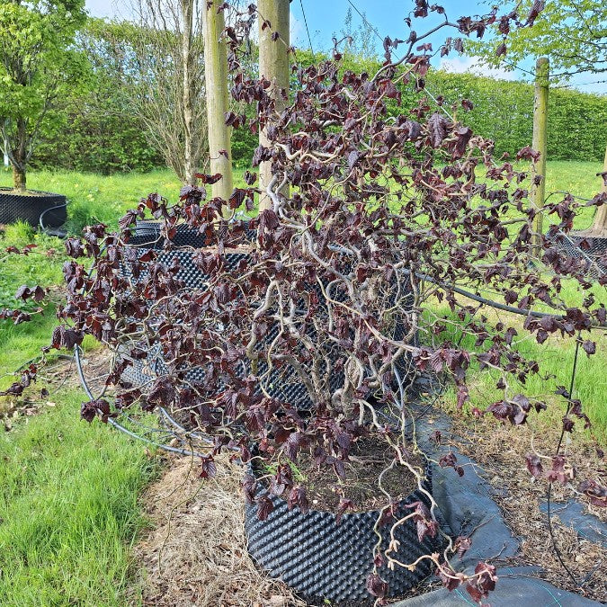 Corylus avellana 'Red Majestic'