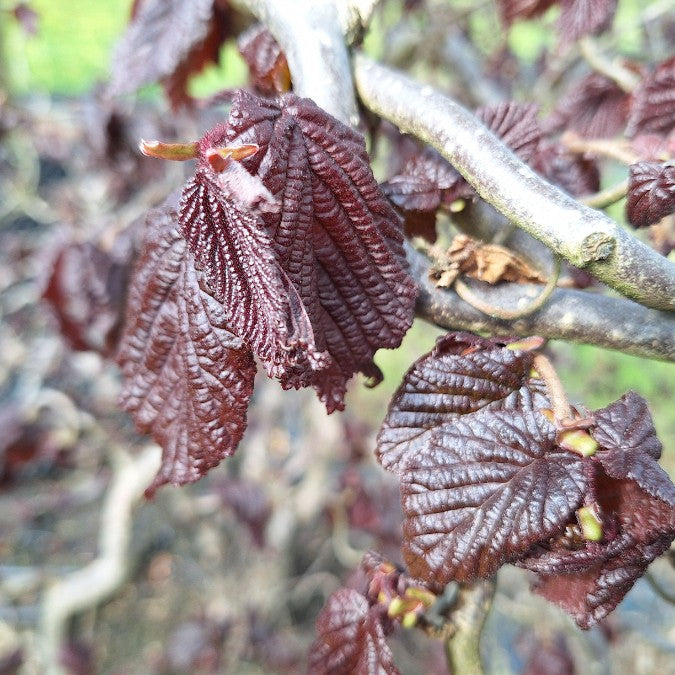 Corylus avellana 'Red Majestic'