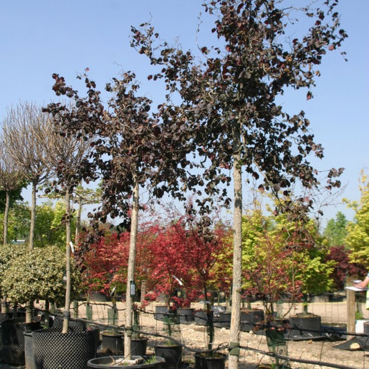 Corylus avellana 'Red Majestic'