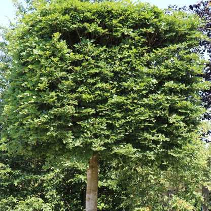 Fagus sylvatica (Pleached)