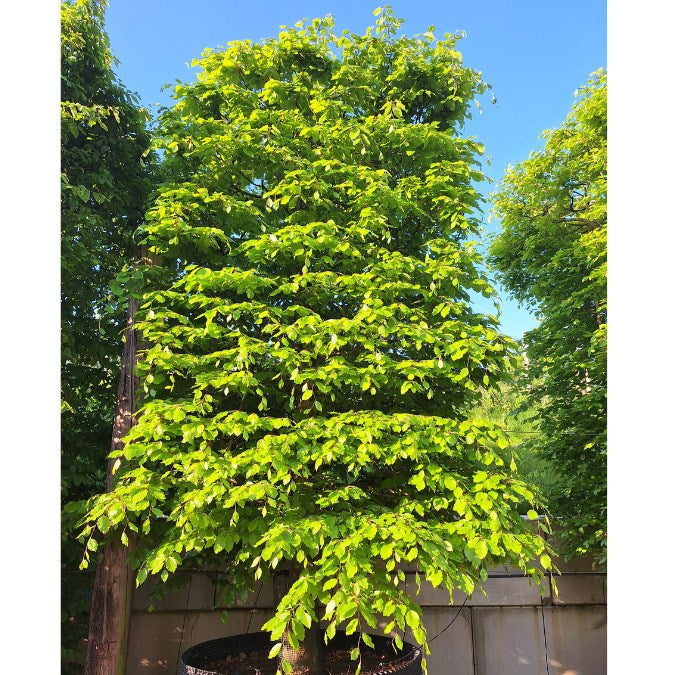 Fagus sylvatica (Pleached)