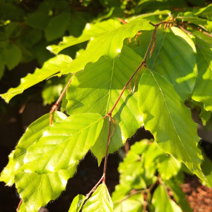 Fagus sylvatica (Pleached)