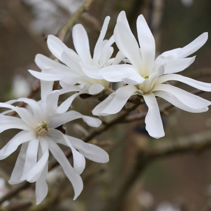 Magnolia stellata 'Royal Star'