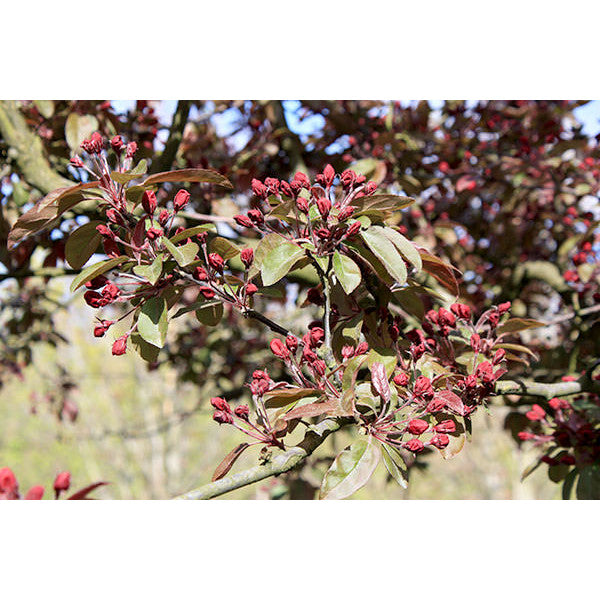 Malus 'Royalty'