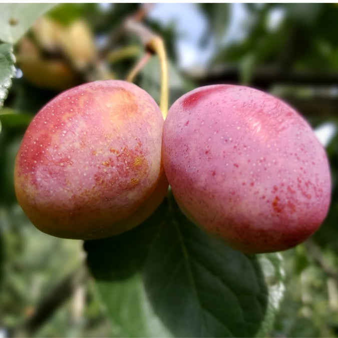 Prunus domestica 'Victoria' (Pleached)