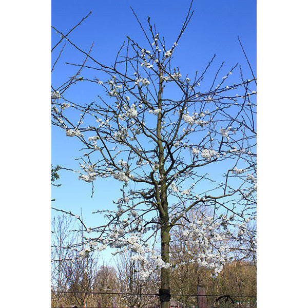 Prunus domestica 'Victoria'