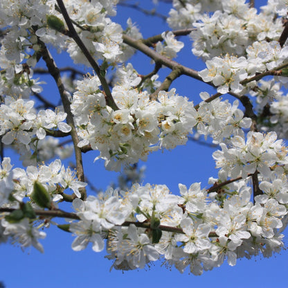 Prunus domestica 'Victoria' (Pleached)