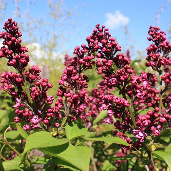 Syringa vulgaris 'Charles Joly'