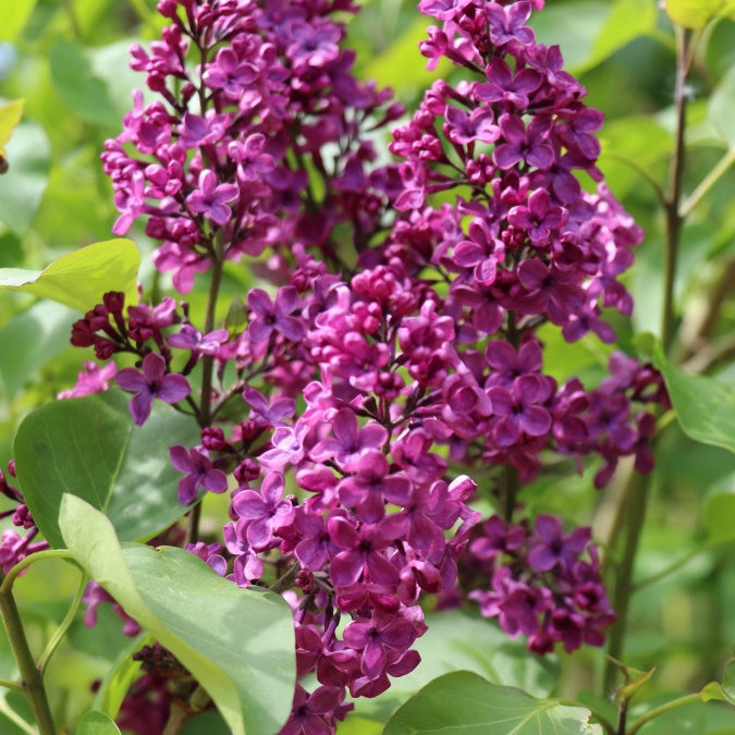 Syringa vulgaris 'Charles Joly'