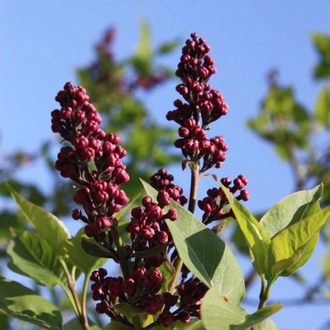 Syringa vulgaris 'Charles Joly'