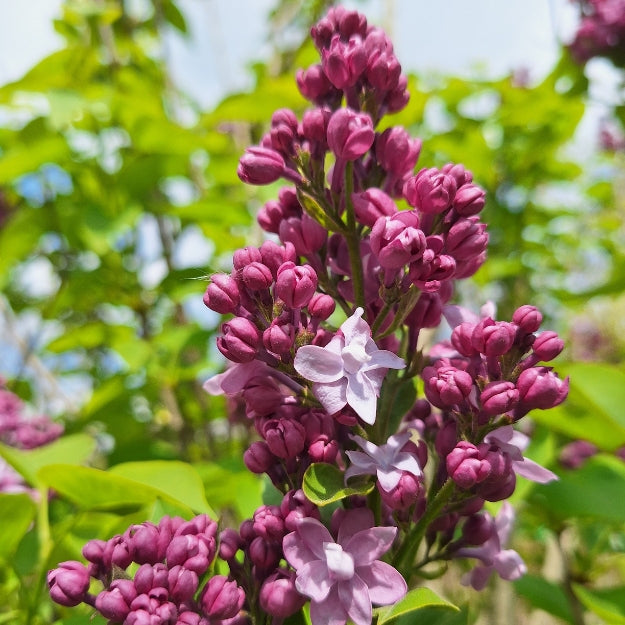 Syringa vulgaris 'Michel Buchner'