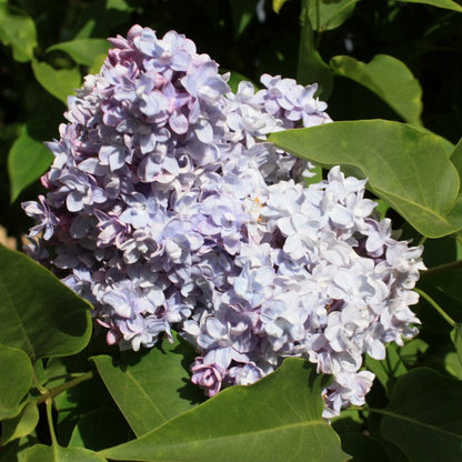 Syringa vulgaris 'Michel Buchner'