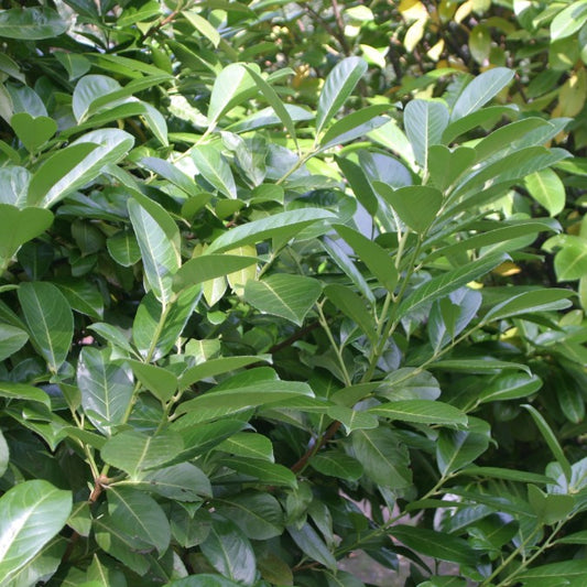 Prunus laurocerasus 'Novita'