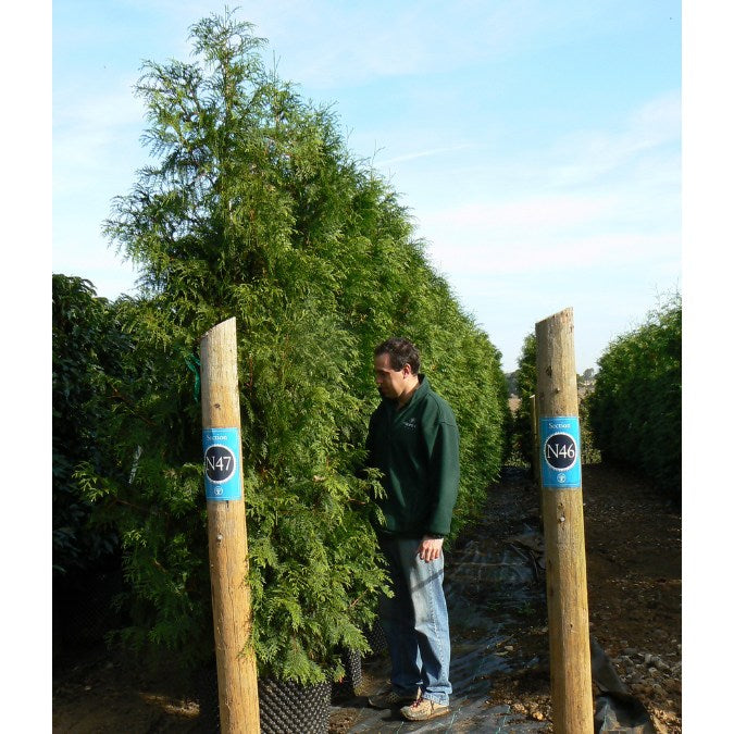 Thuja plicata 'Atrovirens' (Hedging)