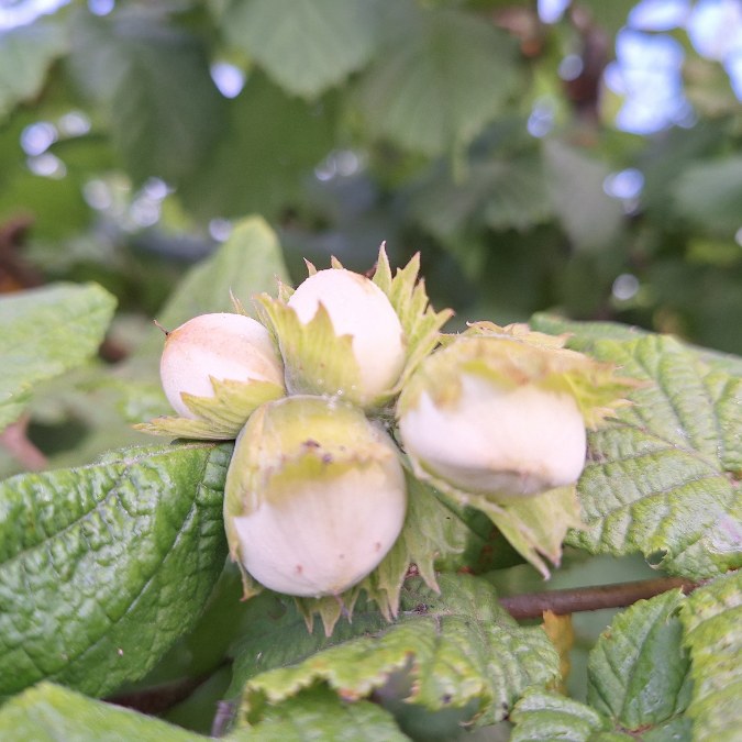 Corylus avellana