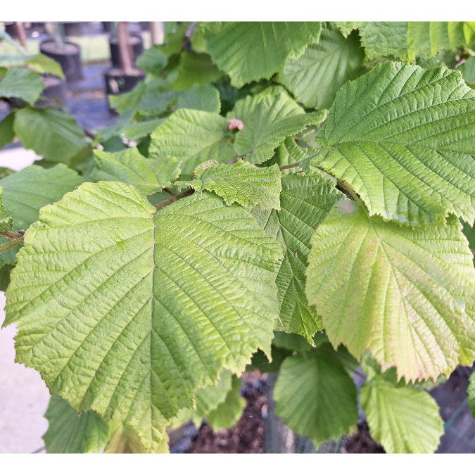 Corylus avellana