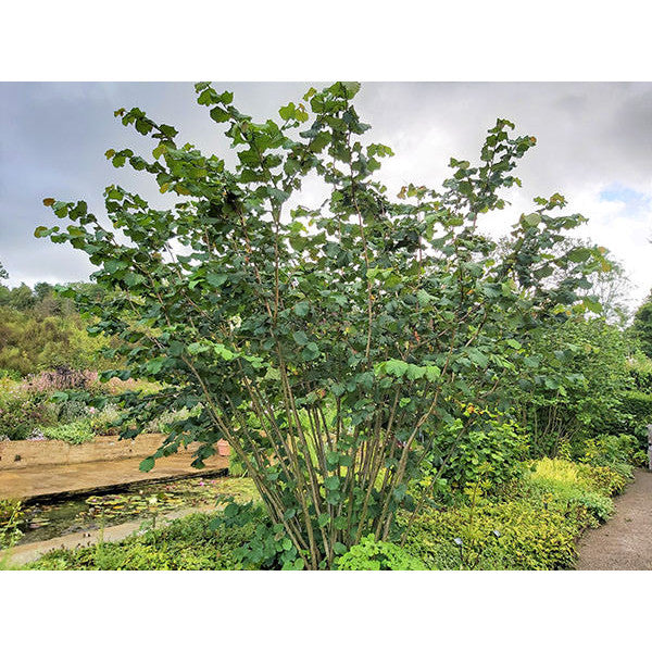 Corylus avellana