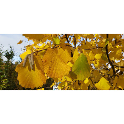 Corylus avellana