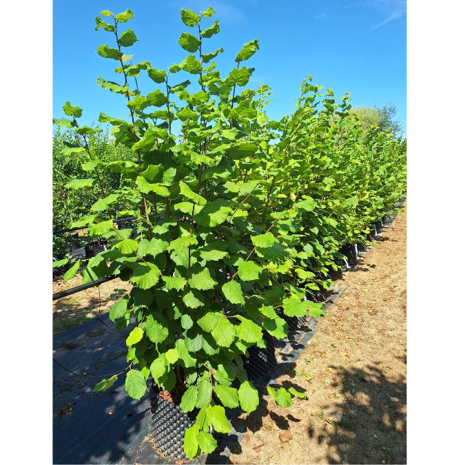 Corylus avellana (Hedging)