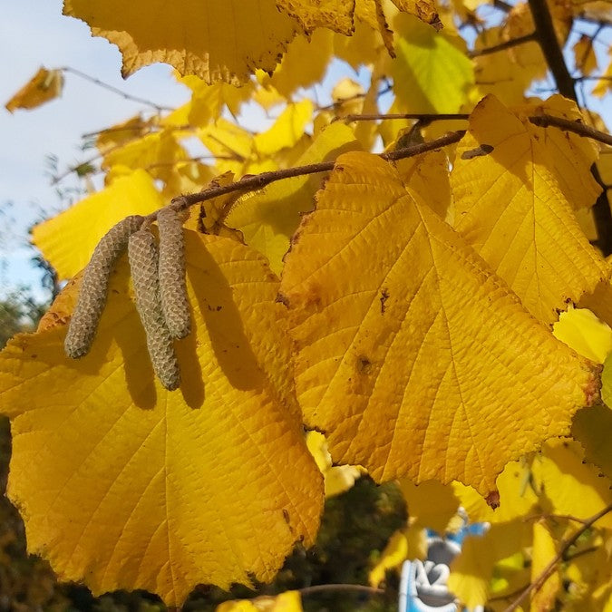 Corylus avellana (Hedging)