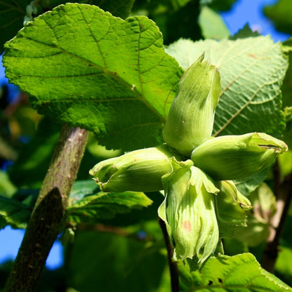 Corylus avellana (Hedging)