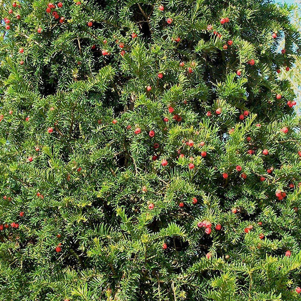 Taxus baccata (Hedging)