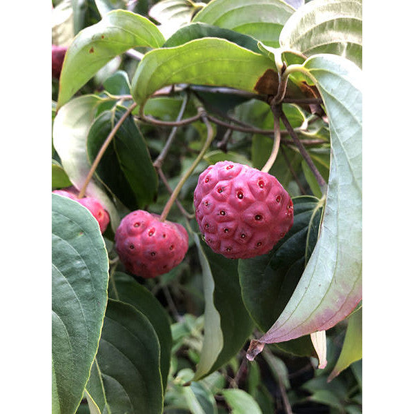 Cornus kousa var. chinensis