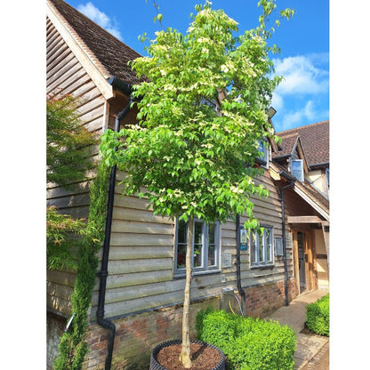 Cornus kousa var. chinensis