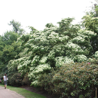 Cornus kousa var. chinensis