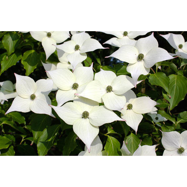 Cornus kousa var. chinensis