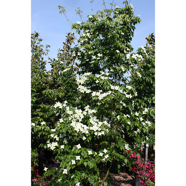 cornus-kousa-var-chinensis-majestic-trees