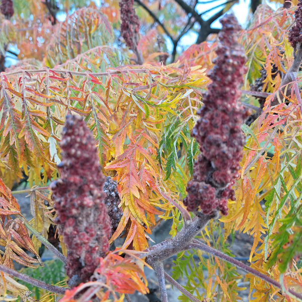 Rhus typhina 'Dissecta'