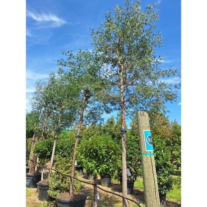 Acacia dealbata