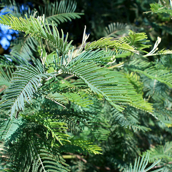 Acacia dealbata – Majestic Trees