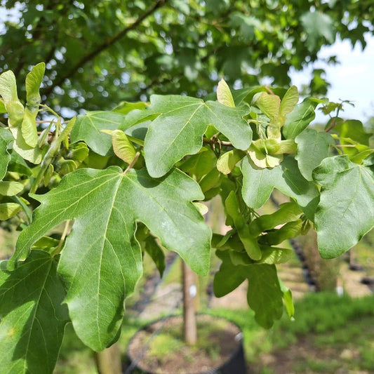 Acer campestre 'Queen Elizabeth'