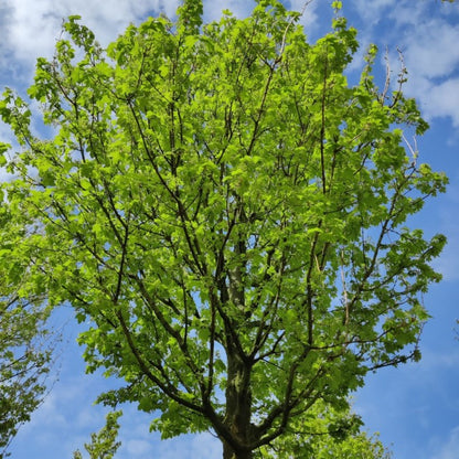 Acer campestre 'Queen Elizabeth'