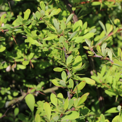 Berberis thunbergii