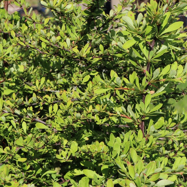 Berberis thunbergii