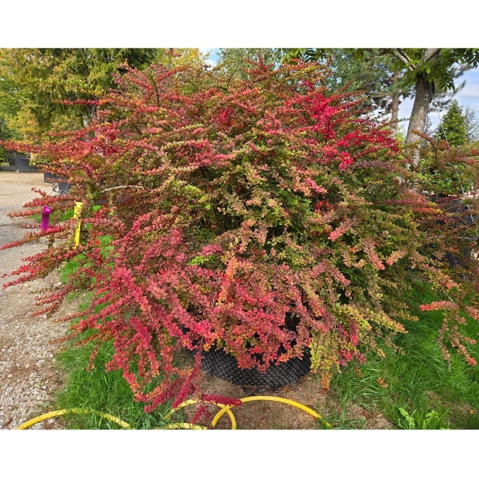 Berberis thunbergii