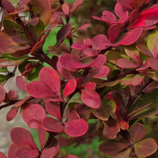 Berberis thunbergii