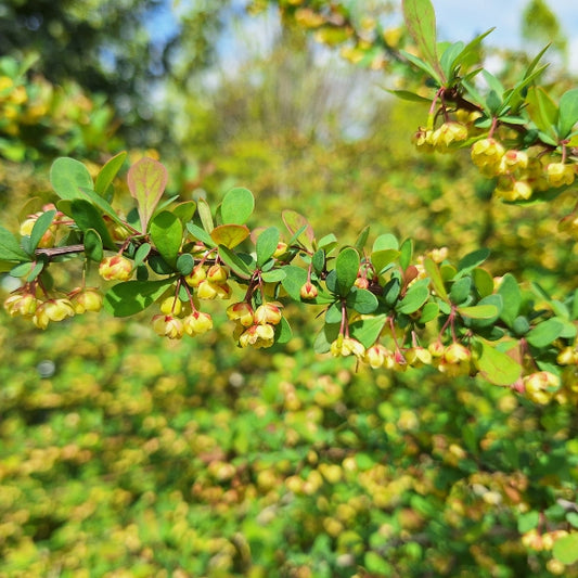 Berberis thunbergii