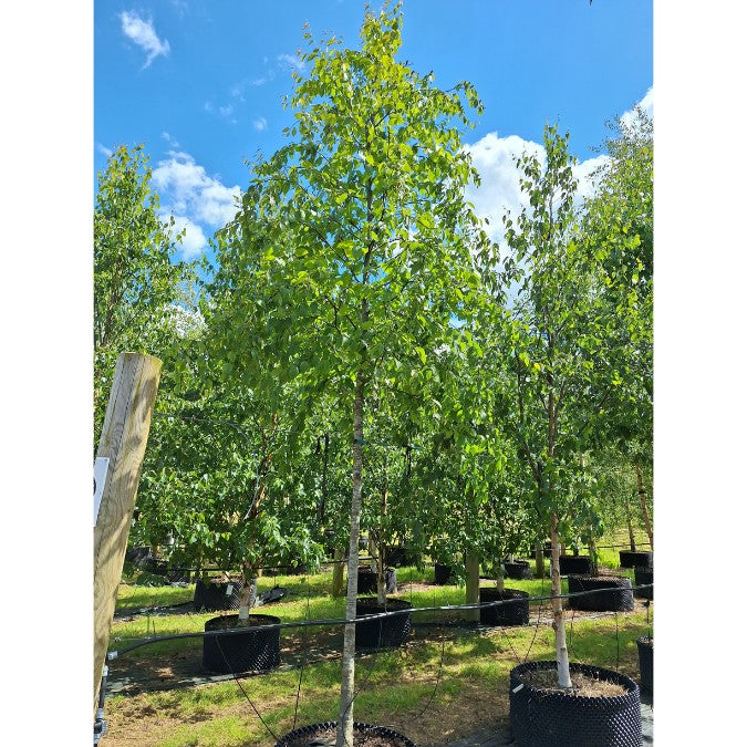 Betula alleghaniensis